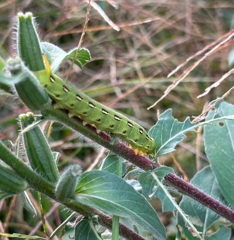 One gardener's laidback approach certainly paid off in the form of some entertaining visitors as they shared in the r/fucklawns subreddit.
