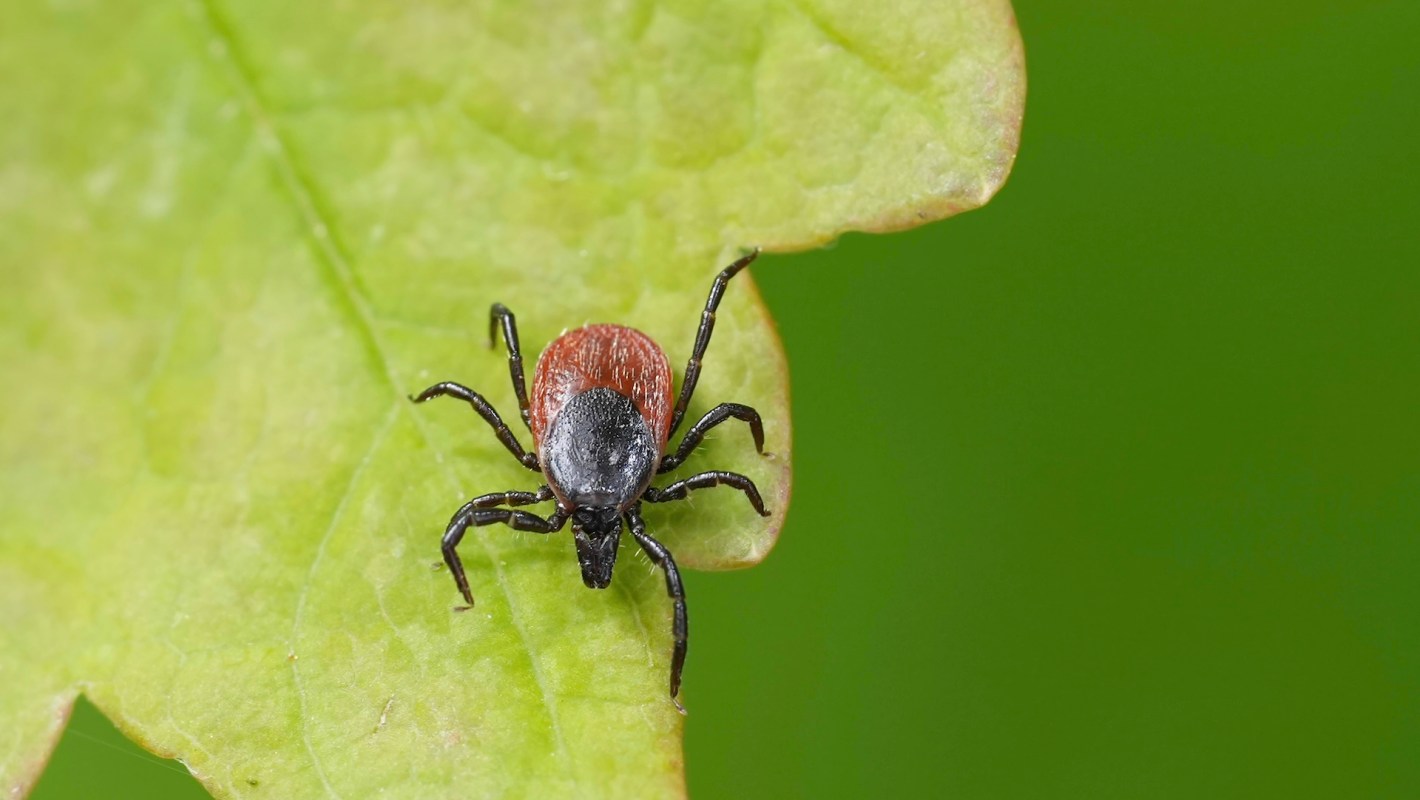 A study found that around half of blacklegged ticks in Ohio carry the bacteria that causes Lyme disease.