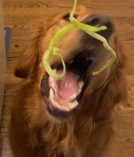 Goldens love fruits and veggies, making it a win-win for dog owners looking to save money and reduce food waste.