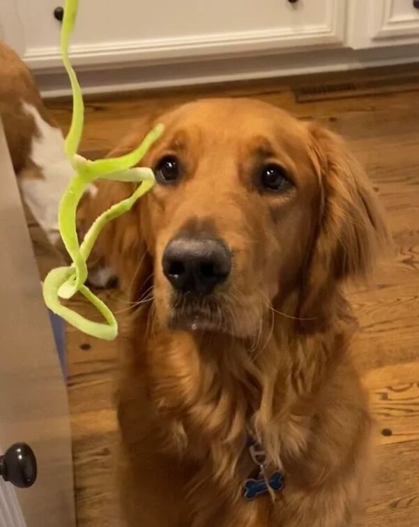 Goldens love fruits and veggies, making it a win-win for dog owners looking to save money and reduce food waste.
