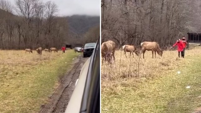 Tourists approach grazing elk in a grassy field, with vehicles parked nearby.