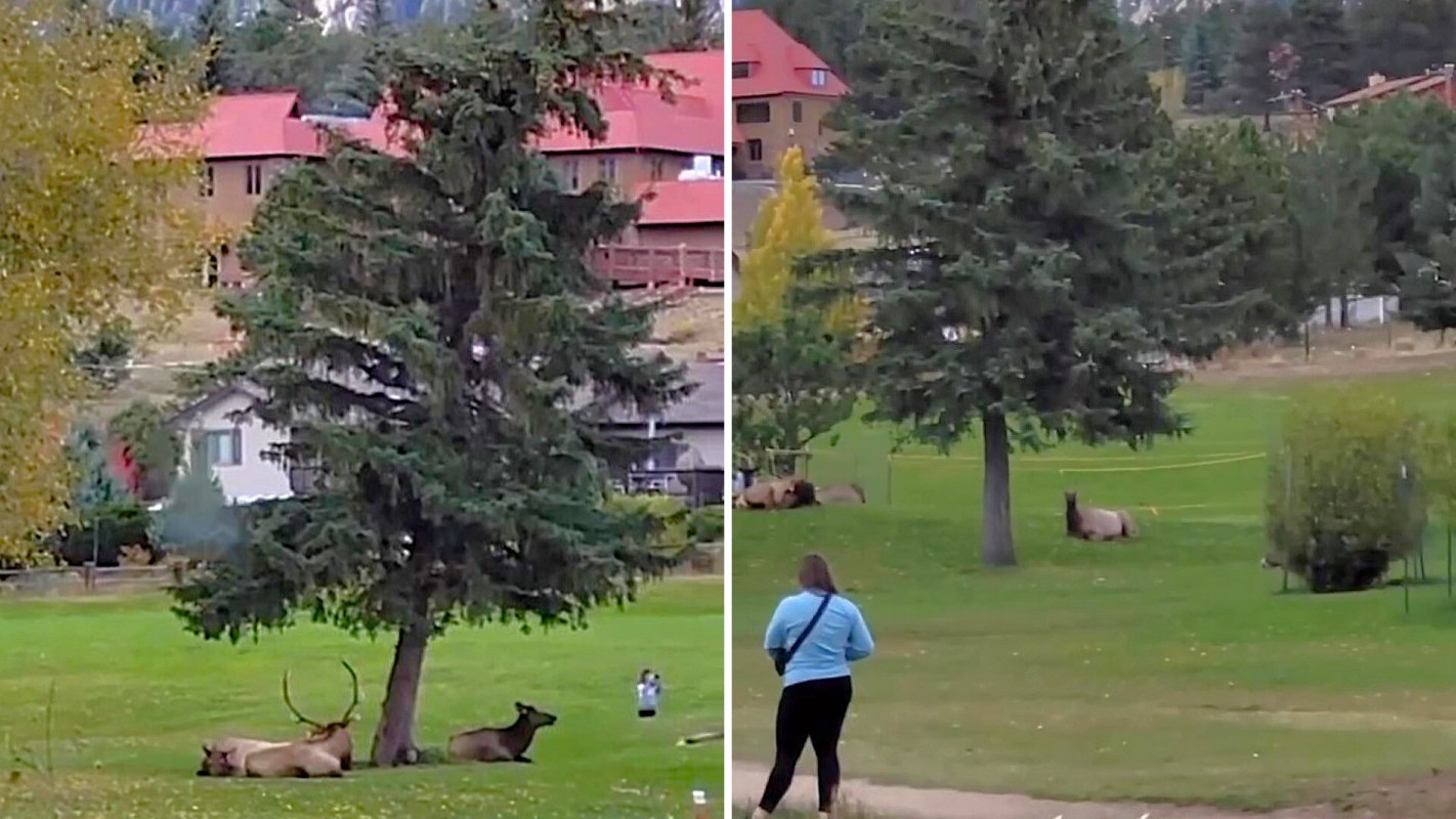 Estes Park is pretty clear about how people should behave around its wildlife, but some tourists didn't get the memo.
