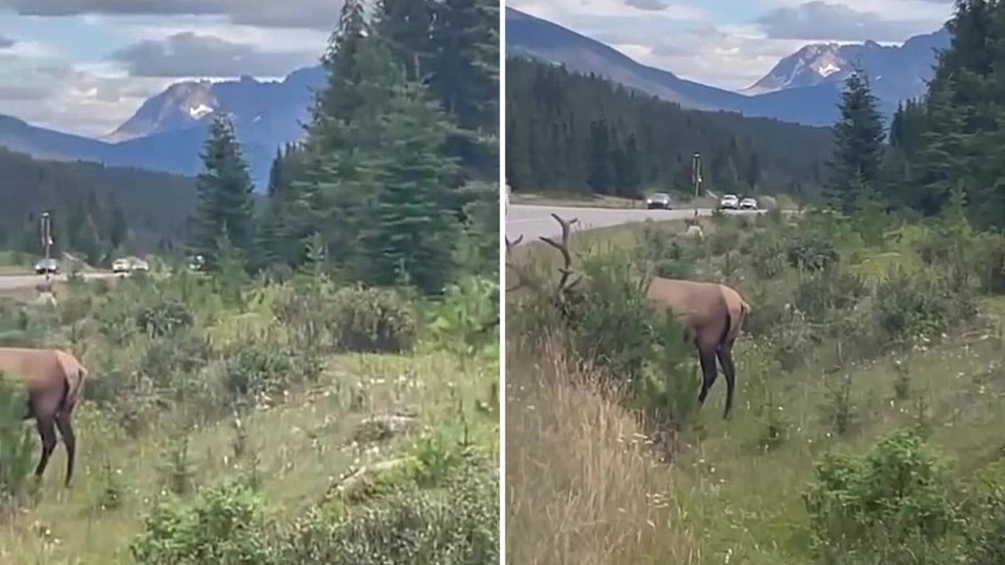 Safely observing animals in the wild is one of the many joys of visiting a national park or just exploring the wilderness, but some people refuse to follow best practices.