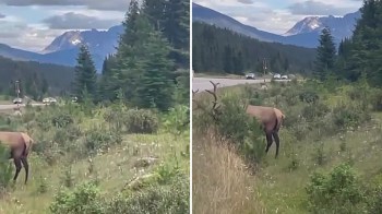 Safely observing animals in the wild is one of the many joys of visiting a national park or just exploring the wilderness, but some people refuse to follow best practices.
