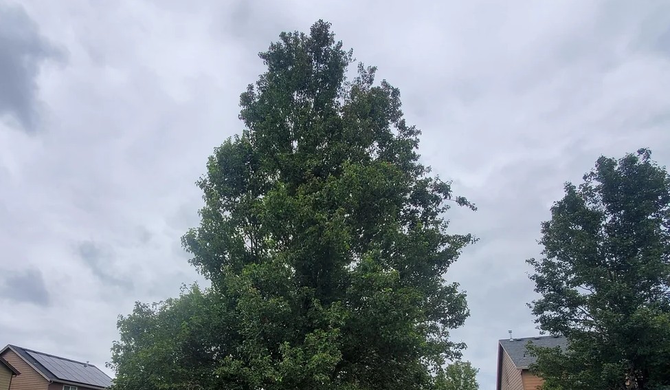 One homeowner was frustrated to find that their homeowners association was using its position of power to damage the trees in the neighborhood.