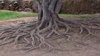 A Redditor's PSA has some tree care tips that can help gardeners and homeowners keep their trees alive and healthy for as long as possible.