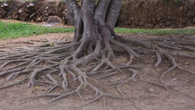 A Redditor's PSA has some tree care tips that can help gardeners and homeowners keep their trees alive and healthy for as long as possible.