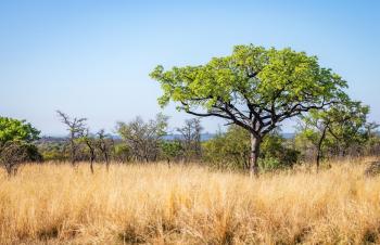 A South African moth last observed around the year 1875 was recently rediscovered thanks to citizen science.