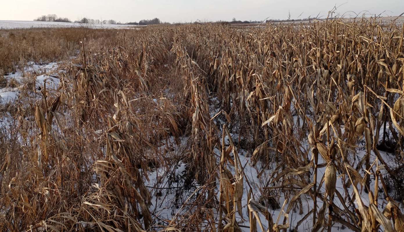 A field of dried corn stalks and grasses covered in snow under a cloudy sky.