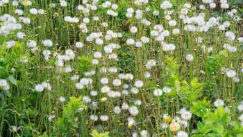 Ridding one's garden of pesky invasive weeds can be a chore, but one TikTok user has the perfect solution.
