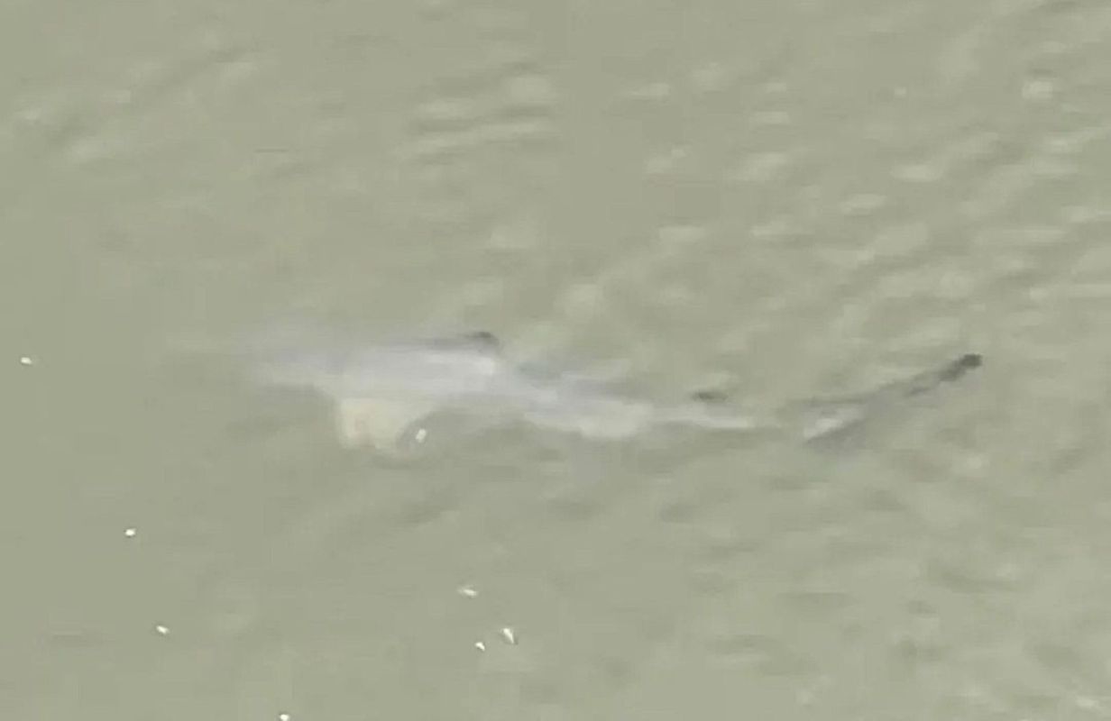 One Redditor shared an incident alert about a shark sighting to make sure people didn't take a dip in dangerous waters.