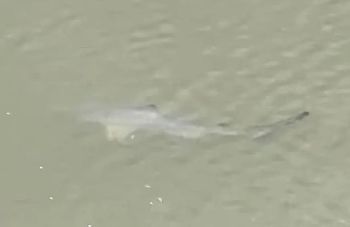 One Redditor shared an incident alert about a shark sighting to make sure people didn't take a dip in dangerous waters.