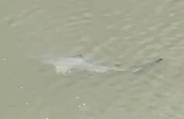 One Redditor shared an incident alert about a shark sighting to make sure people didn't take a dip in dangerous waters.