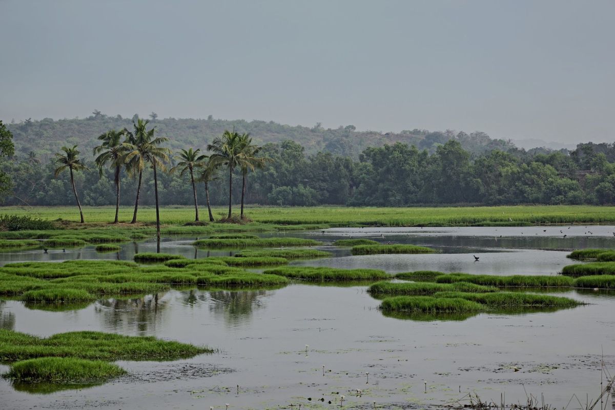 In India, police in the northeastern state of Assam have arrested two men for illegally hunting and killing birds in the Dhubri district's Majerchar area.