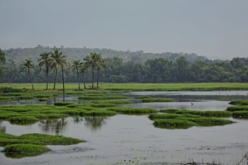 In India, police in the northeastern state of Assam have arrested two men for illegally hunting and killing birds in the Dhubri district's Majerchar area.