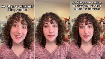 Person debunking false claims about whale and dolphin deaths.