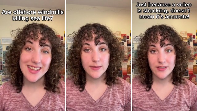 Person debunking false claims about whale and dolphin deaths.