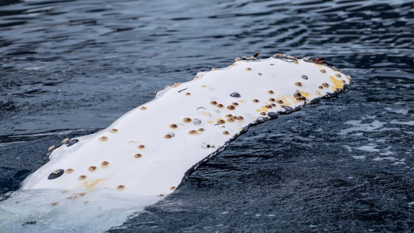 For Australian photographer Jono Allen, that meant being able to capture breathtaking footage of an exceedingly rare white humpback whale calf when the chance appeared out of thin air.