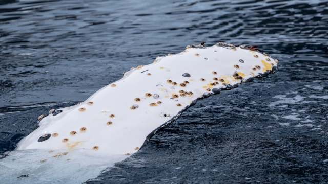 For Australian photographer Jono Allen, that meant being able to capture breathtaking footage of an exceedingly rare white humpback whale calf when the chance appeared out of thin air.