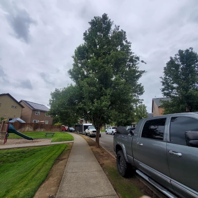 One homeowner was frustrated to find that their homeowners association was using its position of power to damage the trees in the neighborhood.