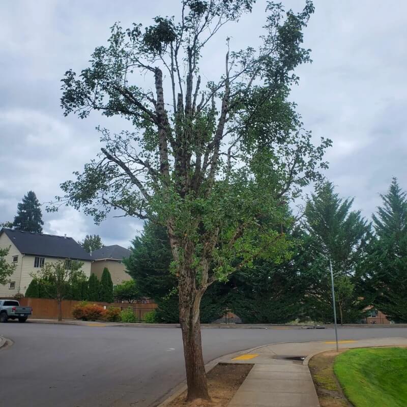 One homeowner was frustrated to find that their homeowners association was using its position of power to damage the trees in the neighborhood.