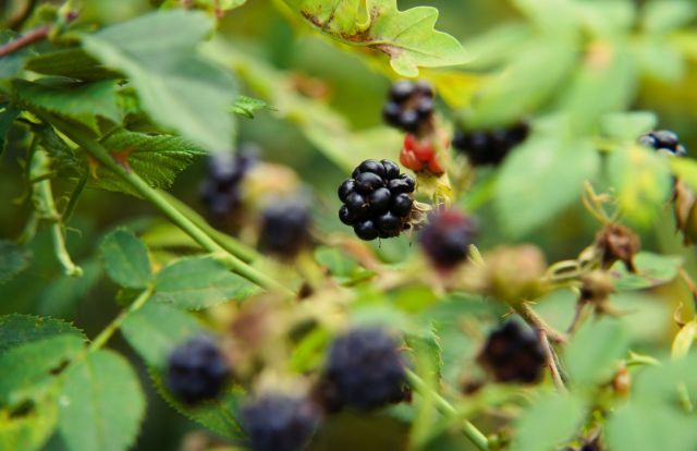 Noxious weed specialists are encouraging Pacific Northwest residents to take a bite out of a growing problem by foraging and eating wild blackberries.