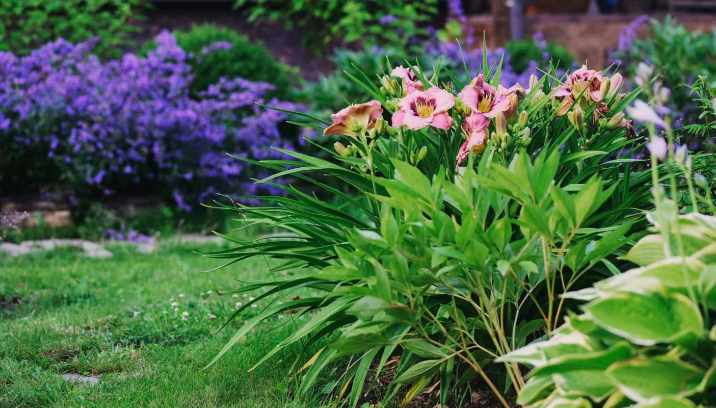 Wild turkeys periodically wander through one Colorado homeowner's yard.