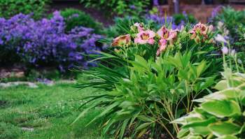 Wild turkeys periodically wander through one Colorado homeowner's yard.