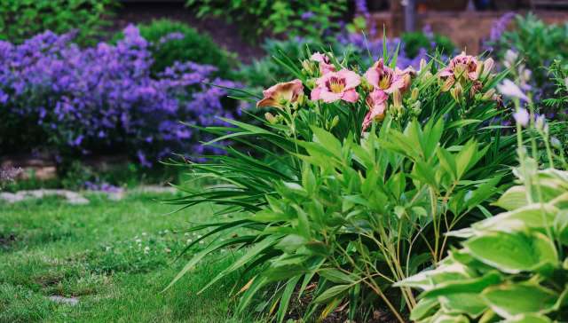 Wild turkeys periodically wander through one Colorado homeowner's yard.