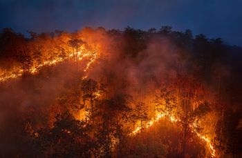 A wildfire engulfs a forest, illuminating the trees with flames and smoke under a darkened sky.