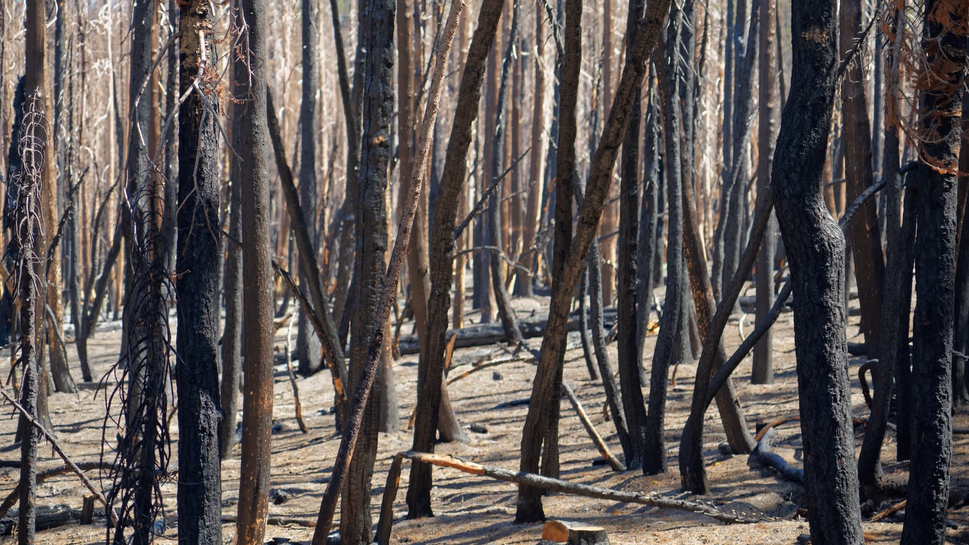 Experts issue warning as major US region braces for intense wildfire season: 'Not that much time left for things to turn around'