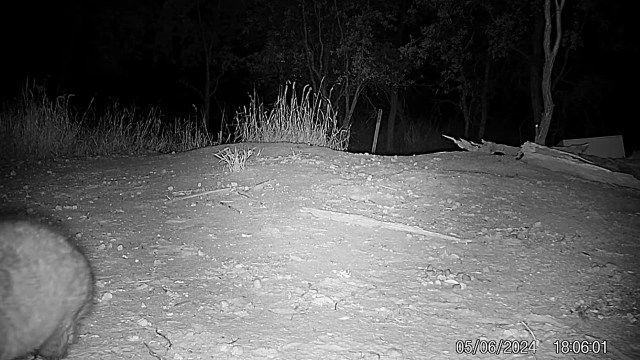 One of the world's 'most critically endangered' species, the northern hairy-nosed wombat, made an unexpected appearance on a trail camera in Queensland, Australia.