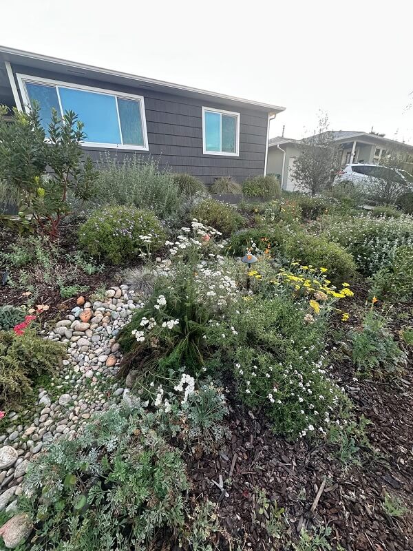 Planting native flowers and grasses can turn any lawn into a backyard paradise, as one Reddit user revealed in photos they shared to the r/Ceanothus subreddit.
