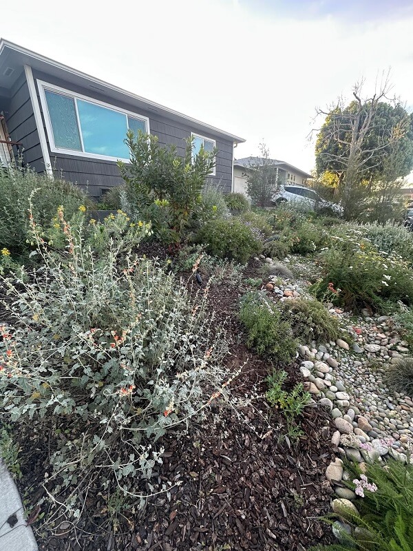 Planting native flowers and grasses can turn any lawn into a backyard paradise, as one Reddit user revealed in photos they shared to the r/Ceanothus subreddit.