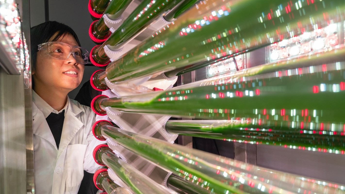 A researcher observes bright green tubes of algae under red and white LED lights in a laboratory setting.