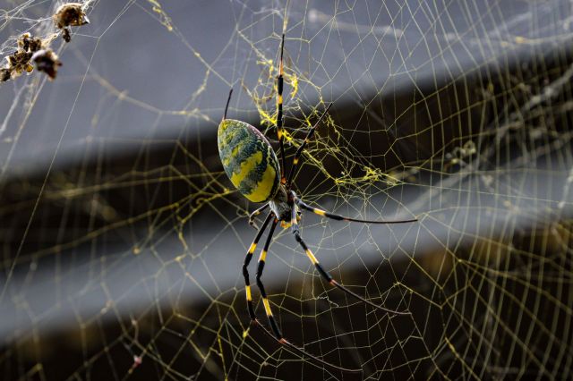 A Joro spider with yellow and black stripes on a web.