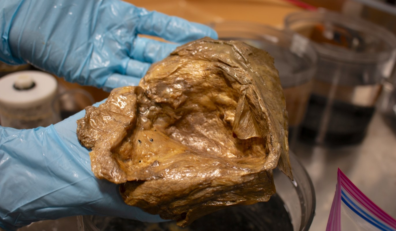 A person in blue gloves holds a large, translucent, gelatinous specimen over containers in a laboratory setting.
