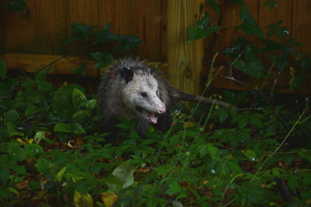 Possum in defensive position with mouth open crouches in brush near fence at dusk.