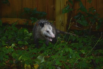 Possum in defensive position with mouth open crouches in brush near fence at dusk.