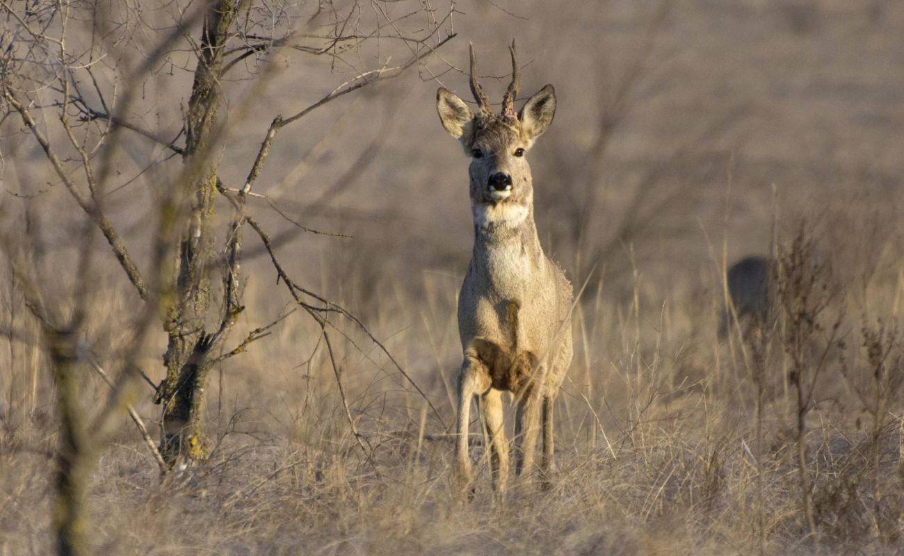 A Roe deer in a late winter landscape.