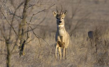 A Roe deer in a late winter landscape.