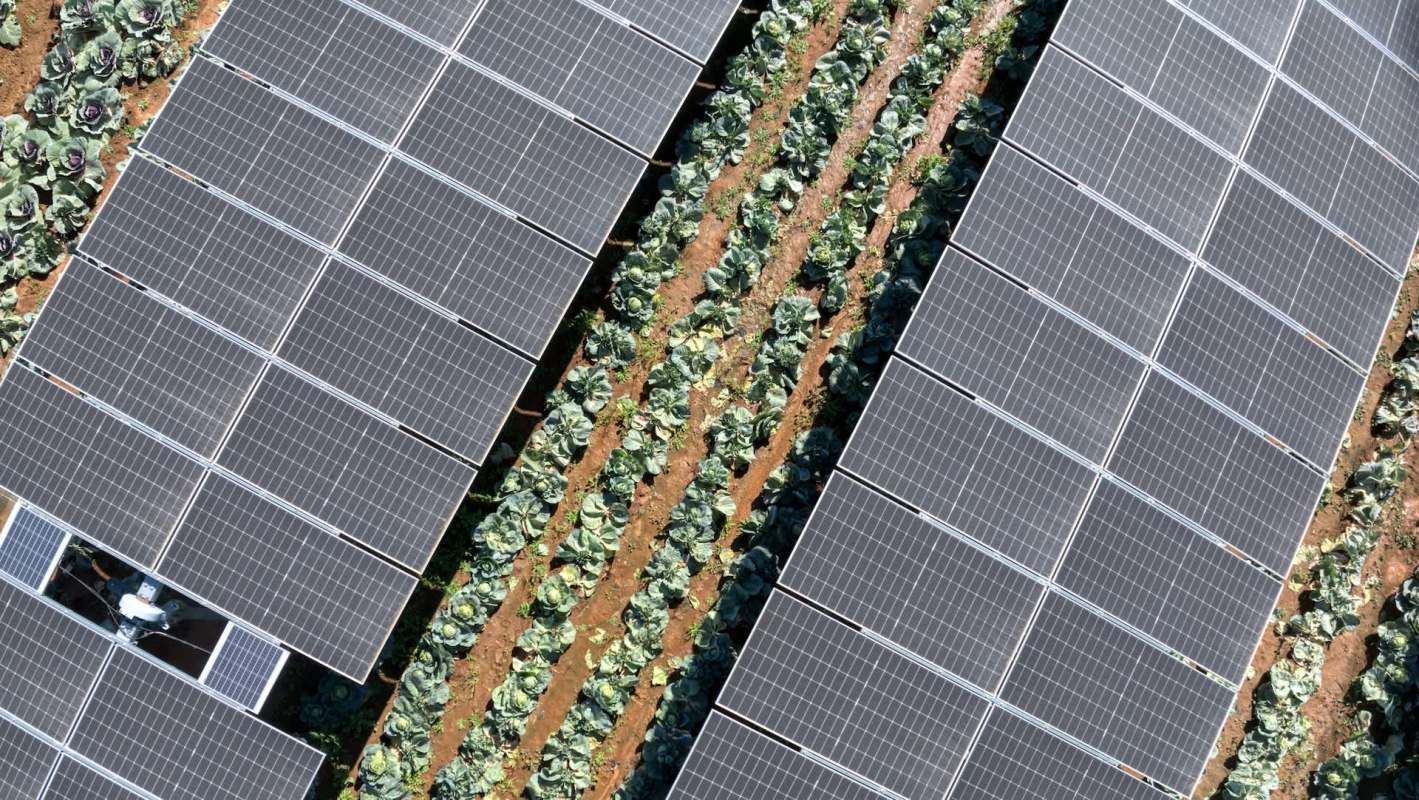 Aerial view of solar panels installed above rows of leafy green vegetables in a farm setting.