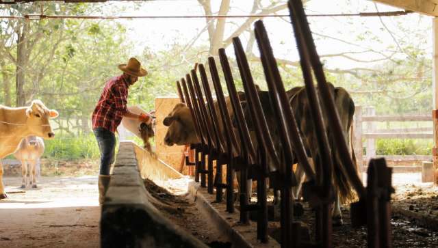 A farmer in a straw hat feeds cows in a barn with natural light filtering through the trees outside.