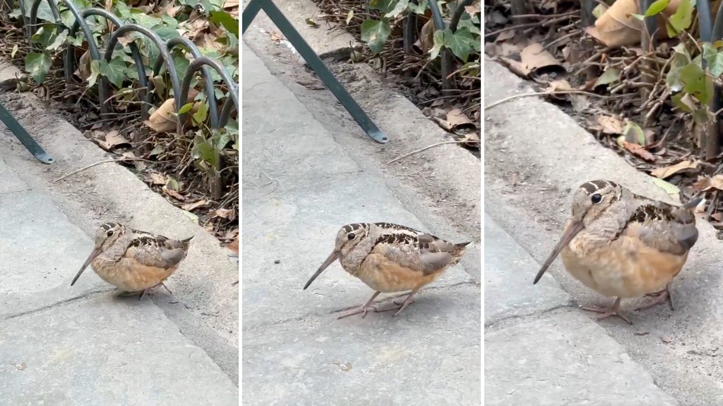 A small bird with a long bill and brown plumage, an American woodcock, stands on a concrete path surrounded by fallen leaves.