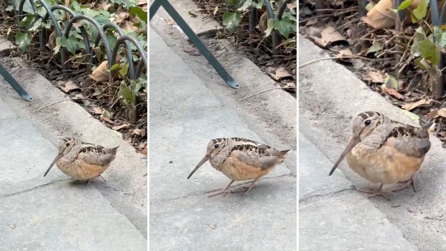 A small bird with a long bill and brown plumage, an American woodcock, stands on a concrete path surrounded by fallen leaves.
