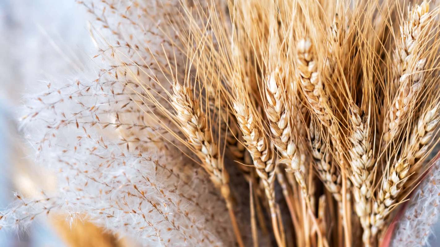A close-up of golden wheat stalks interwoven with fluffy white fibers.