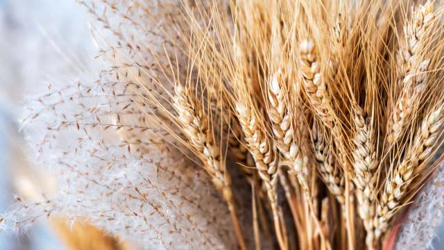 A close-up of golden wheat stalks interwoven with fluffy white fibers.