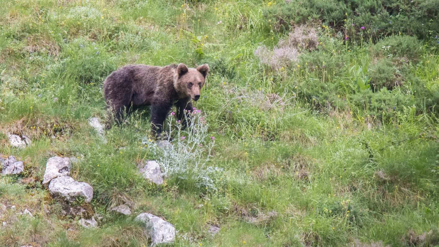 A brown bear stands among green grass and wildflowers in a natural landscape.