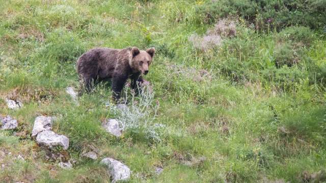 A brown bear stands among green grass and wildflowers in a natural landscape.