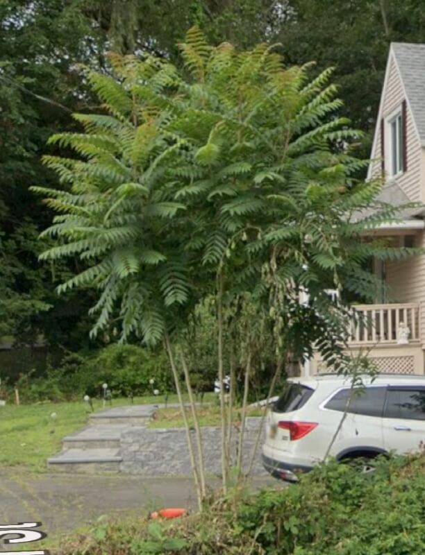 A lush, green plant with feathery foliage in front of a driveway and a beige house. 
